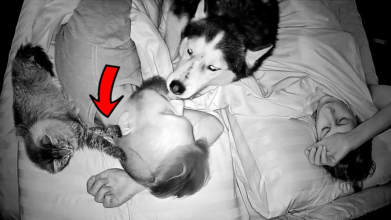 Вот что делают наши кошки, пока мы и собаки спим