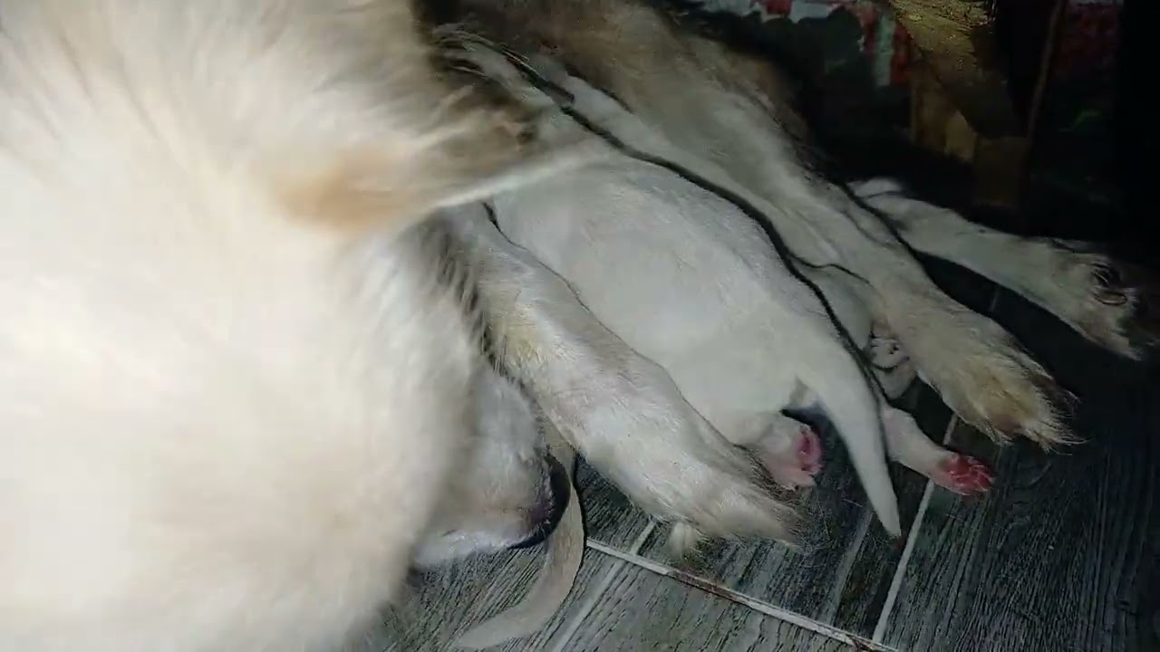 Newborn Puppies milk time asmr Jan 2, 2026  