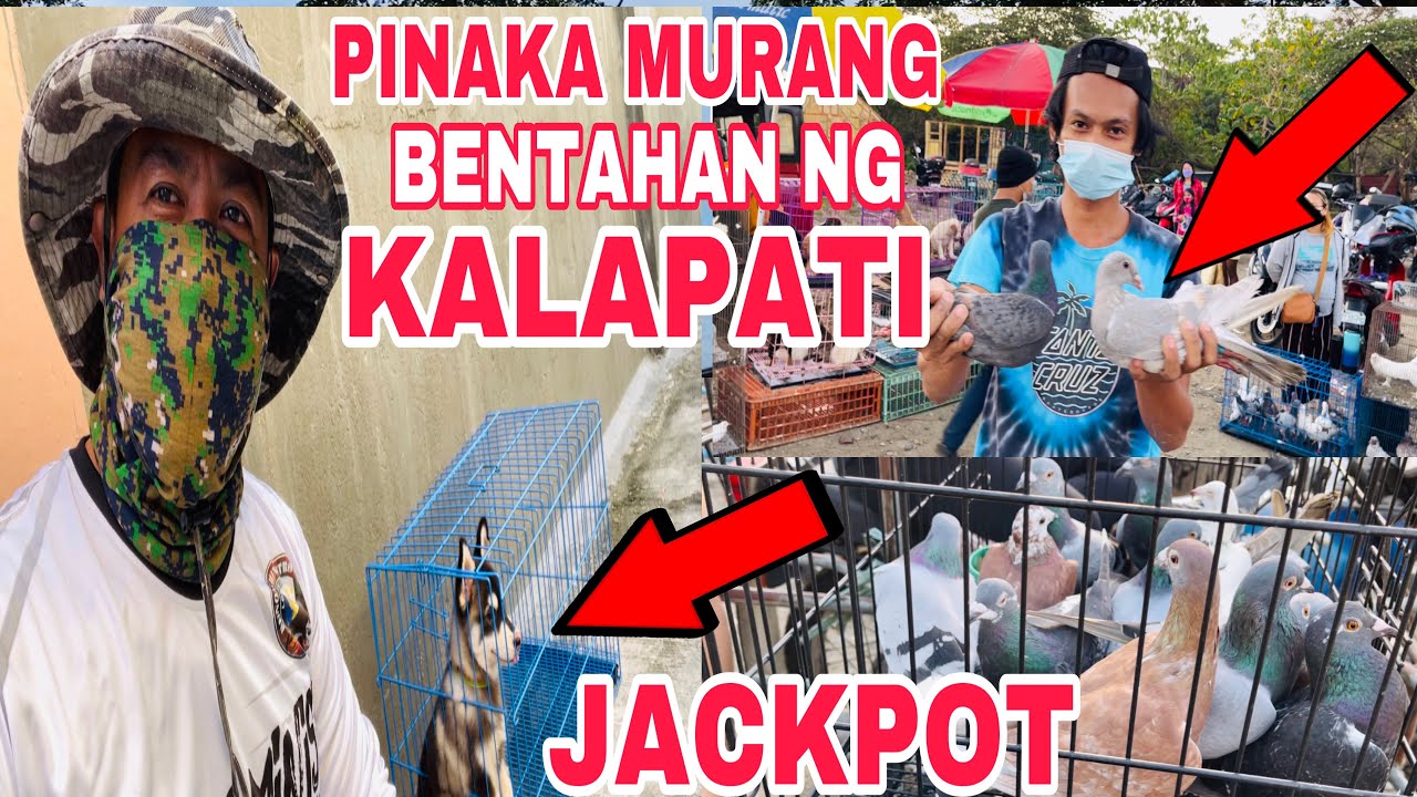 BENTAHAN NG PINAKA MURANG MGA KALAPATI SA BOCAUE AT NEW PET NI ODRI SOBRA TINDE!