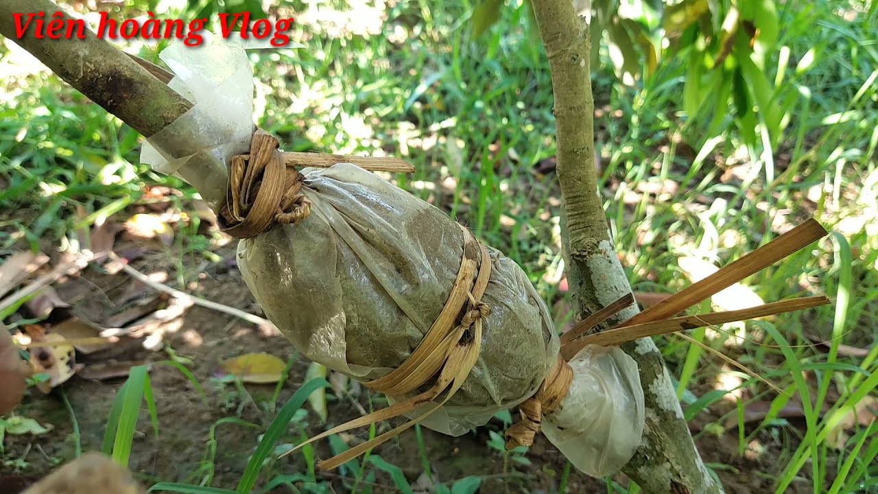 Cách Chiết cành vải thiều đơn giản dễ làm ai cũng biết