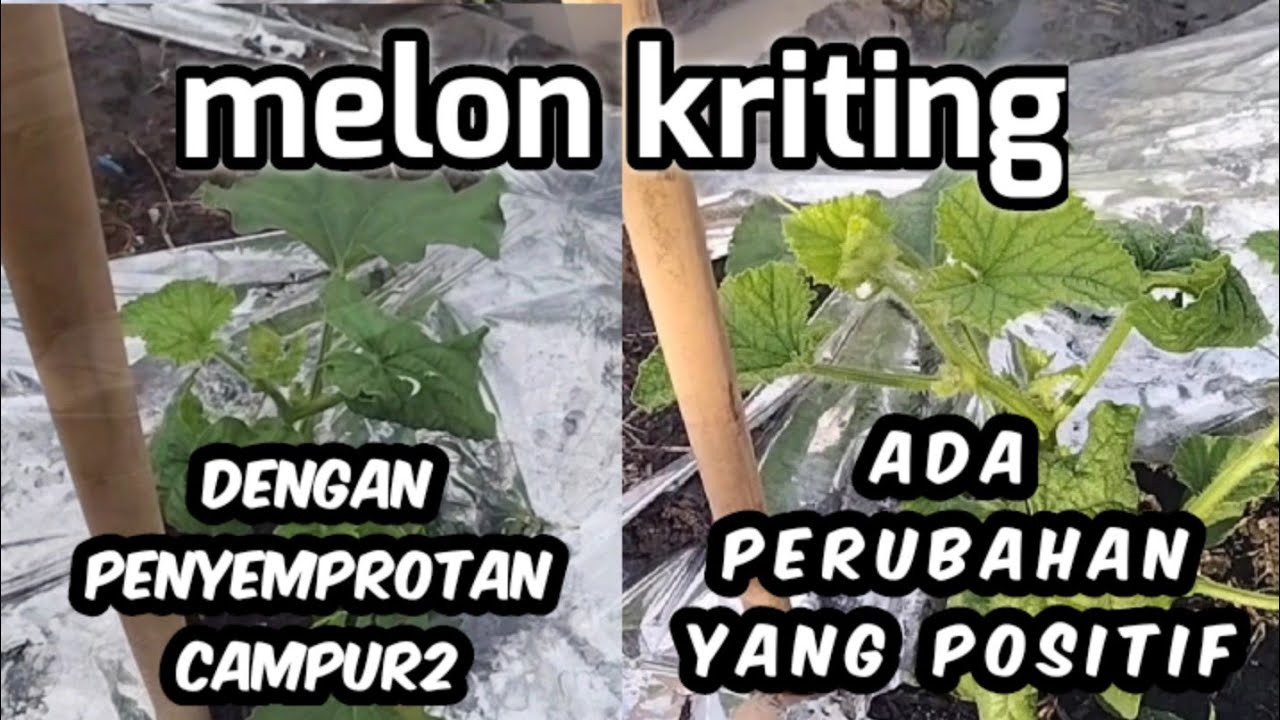terbukti! melon kriting/njebuk ada perubahan yg positif dengan perawatan seperti ini.