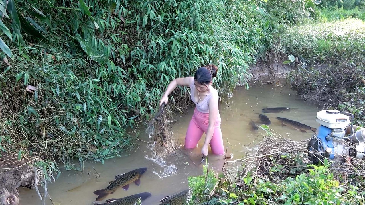 How to catch and harvest giant river fish | Catching fish at the head of the tide | Nguyet Fishing
