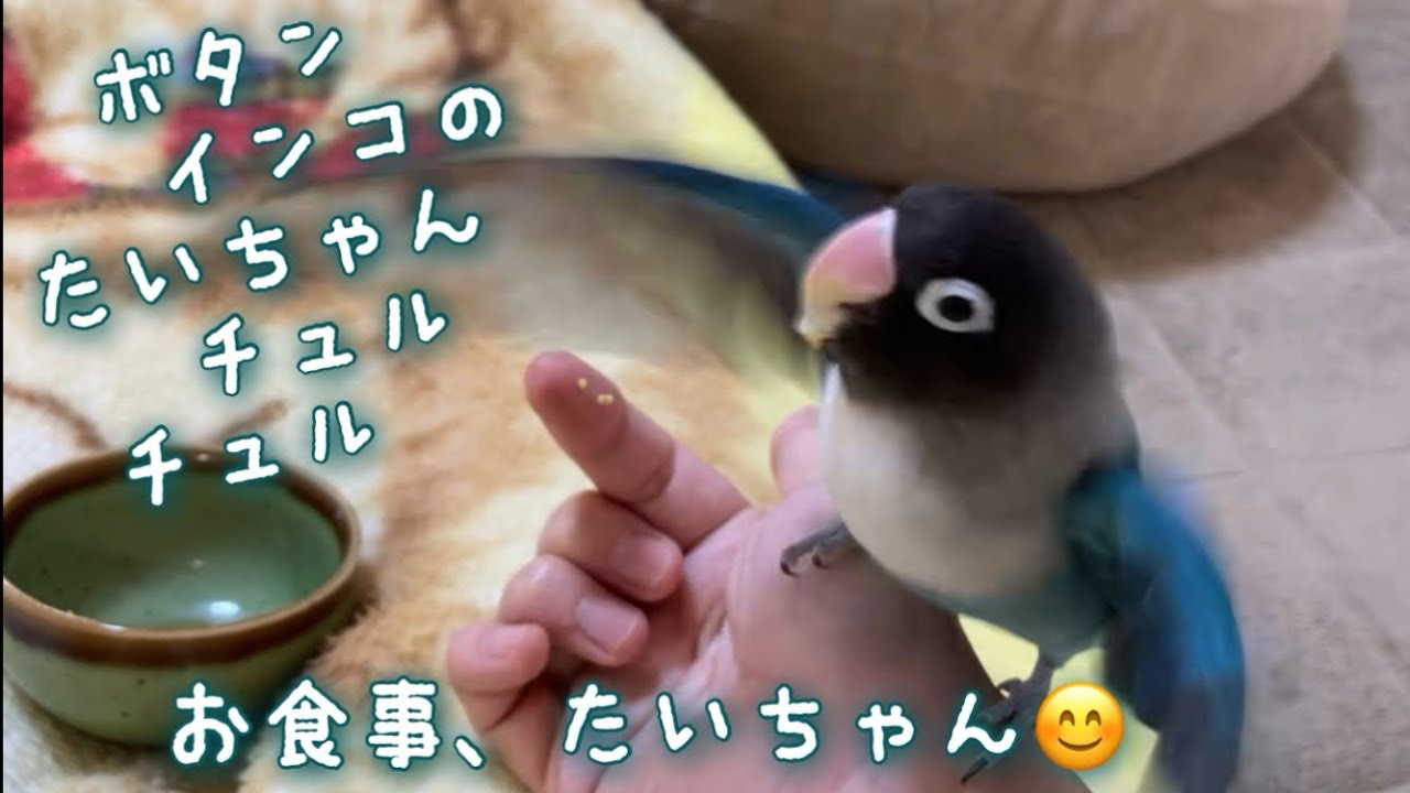 ボタンインコのたいちゃん！お食事、 たいちゃん😊