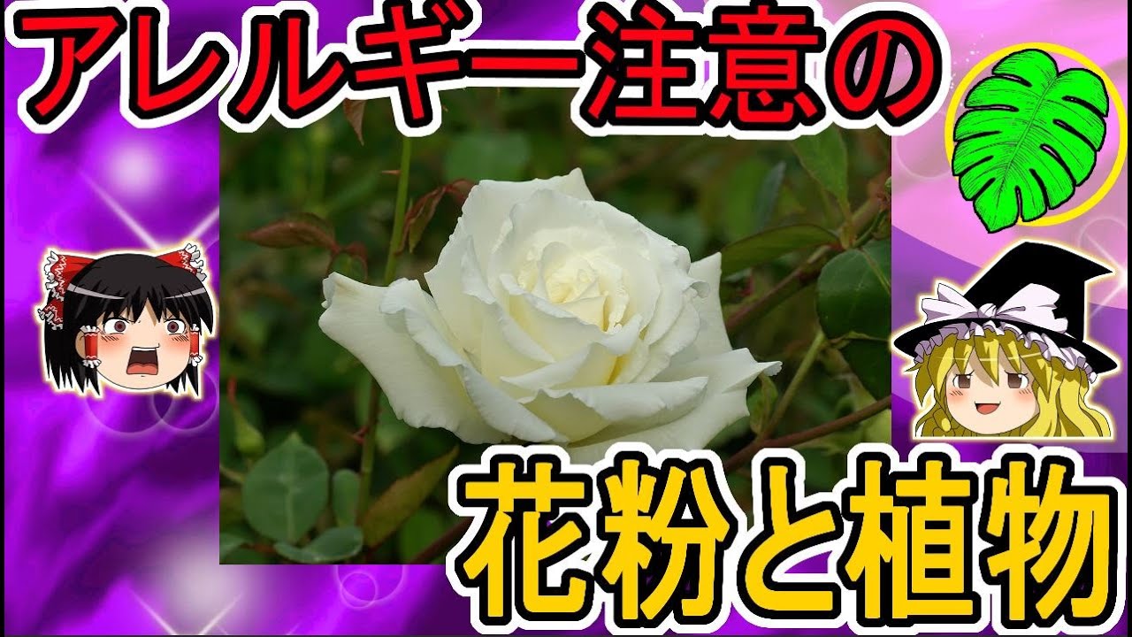 【ゆっくり解説】人間がアレルギー反応を起こしやすい花粉の種類と植物