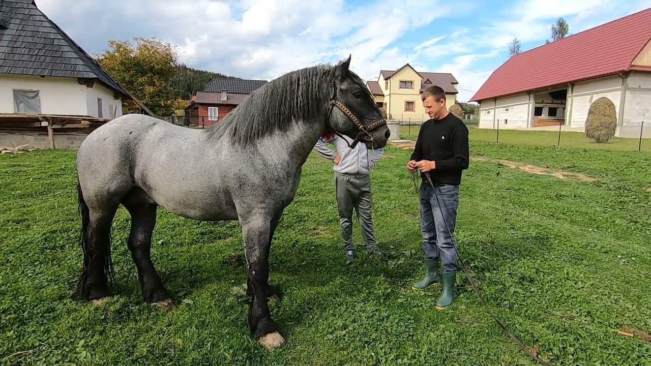 Armăsarul lui Vasile Juravle de la Straja -Bucovina