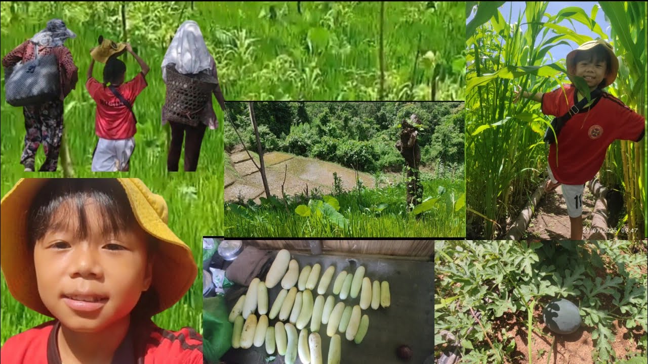 Paddy vlog with my grandparents/ uncle harvesting cucumber 🥒 watermelon and organic vegetables 🤌