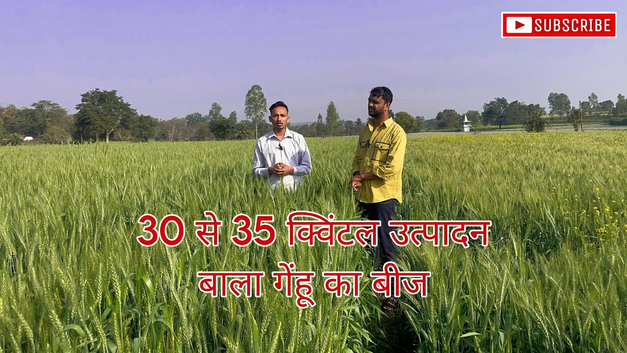30 से 35 क्विंटल उत्पादन बाला गेंहू 🌾🌾 #gehukikheti #farming #agriculture #khetivideo #khetibadi