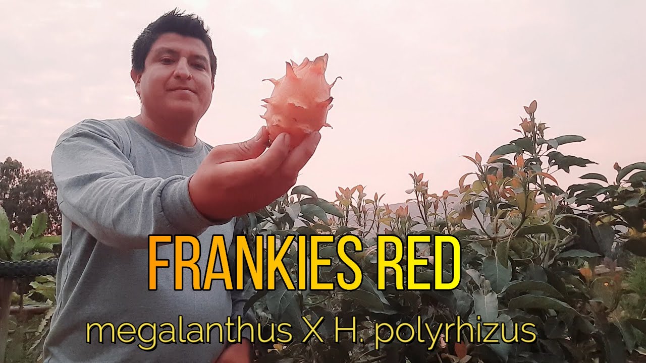 Pitahaya Frankies Red brix Pitahaya en Perú