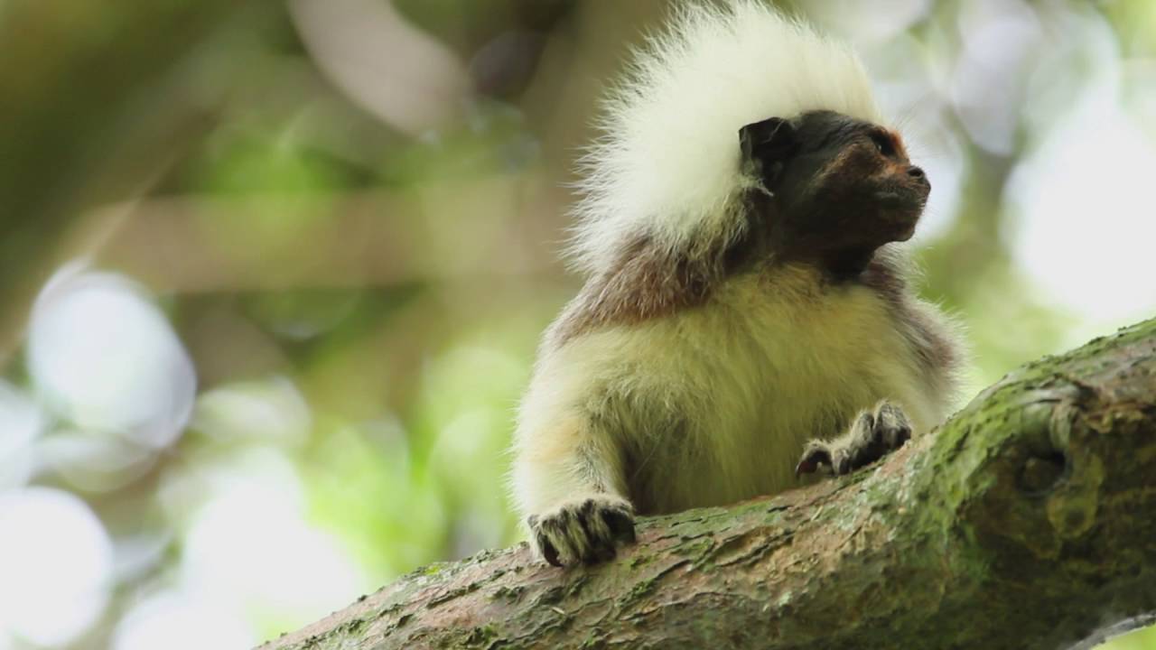 Un viaje por el bosque seco tropical de los Montes de María.