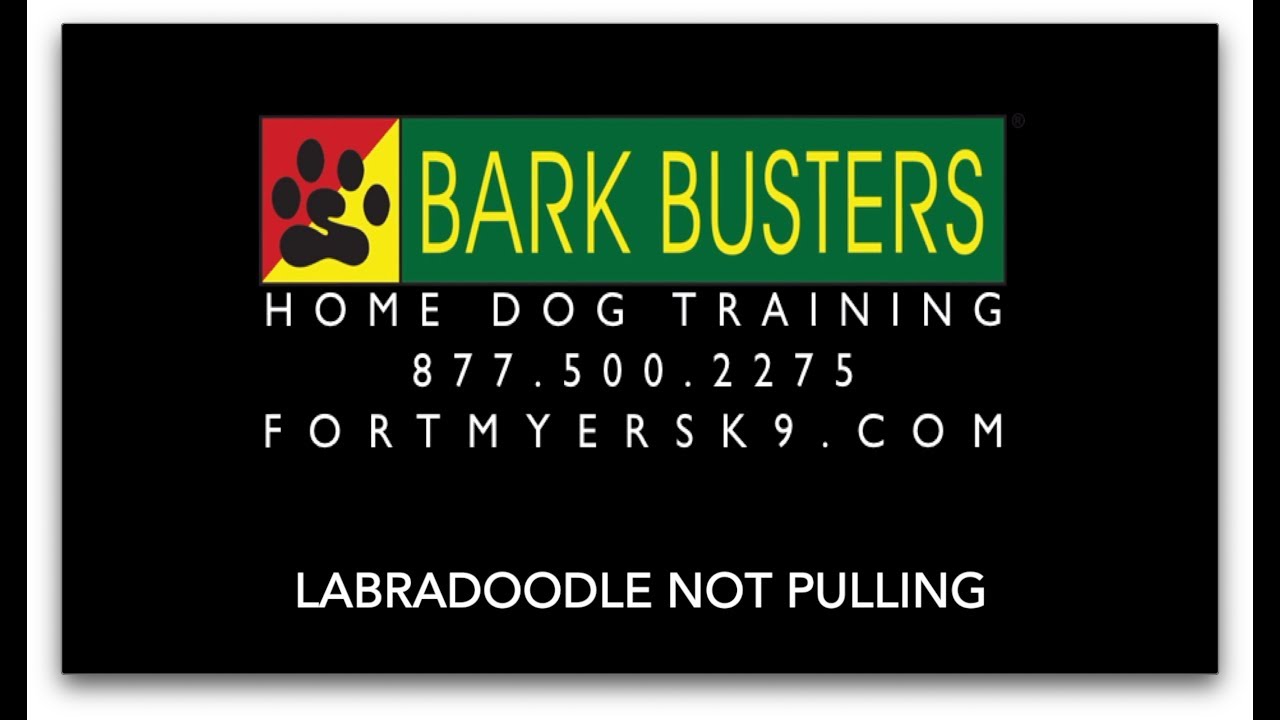 #labradoodle  #waggwalker Dog Training of #FortMyersK9 - Best Dog Trainer