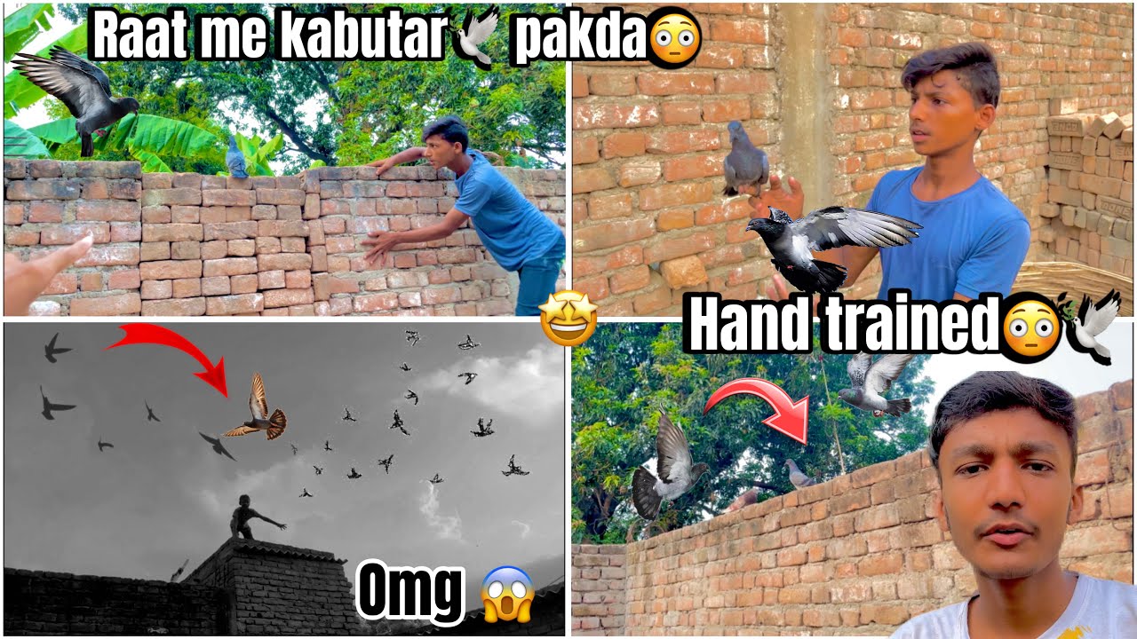 Raat me kabutar🕊️ pakda😳 !! hand trained pigeon 🕊️ko ajad kar diya🫨 | #pigeon