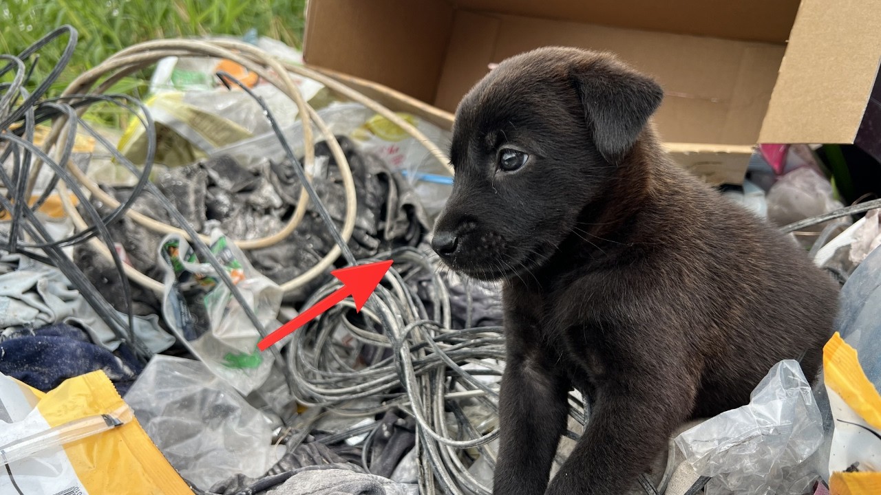 I Found a Lost Hungry Puppy at a Trash Site… So I Took Him Home