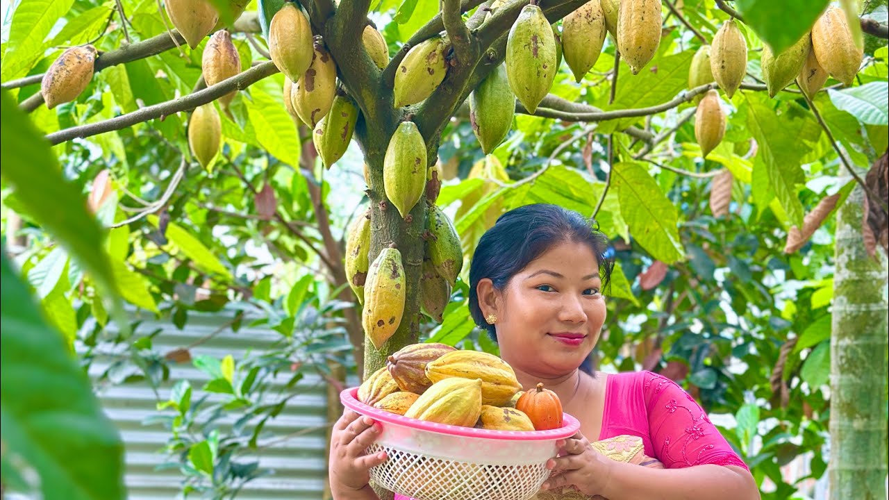 Harvesting cocoa beans//2024 ni October arw November ao thainai fithai khou dinwi khajwbai🤗