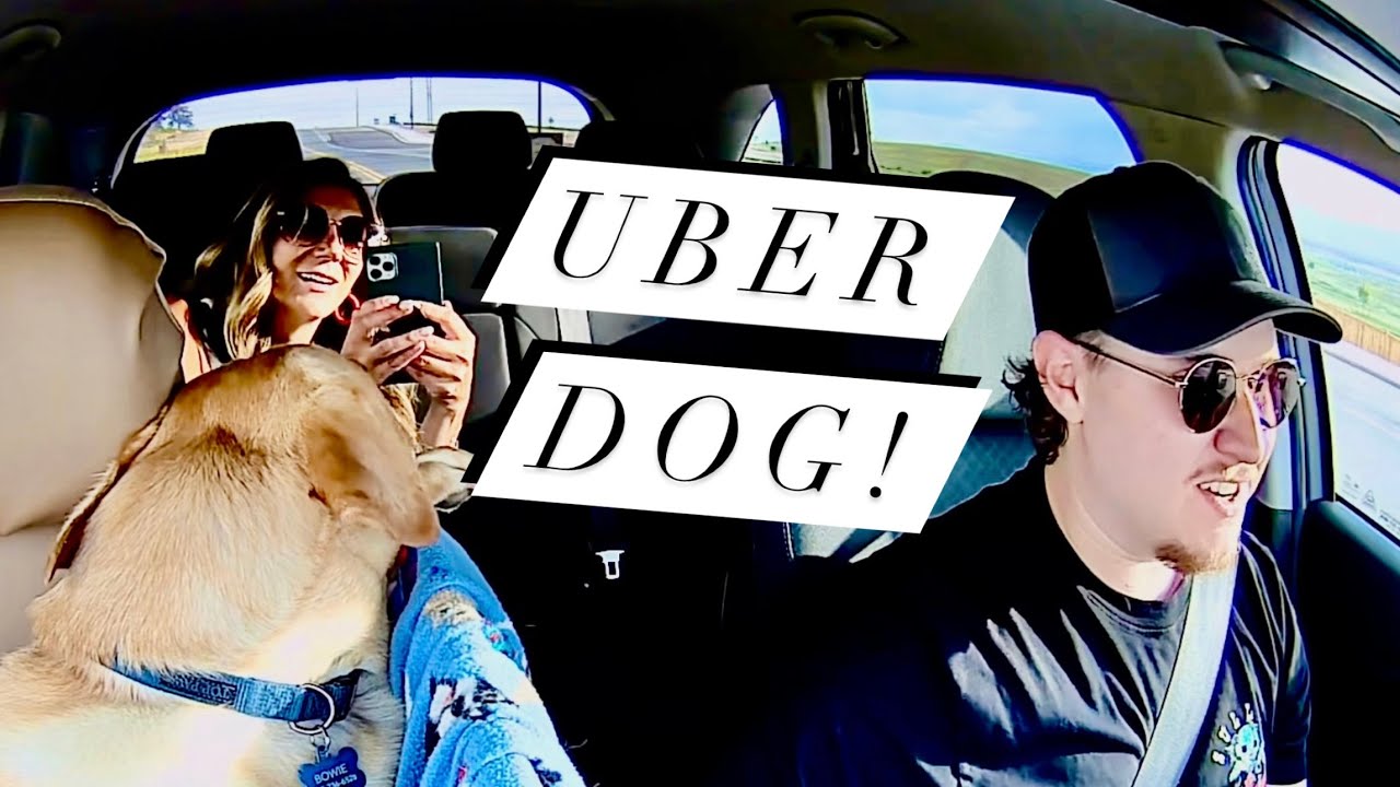 DRIVING UBER WITH MY DOG!  (Riders React)