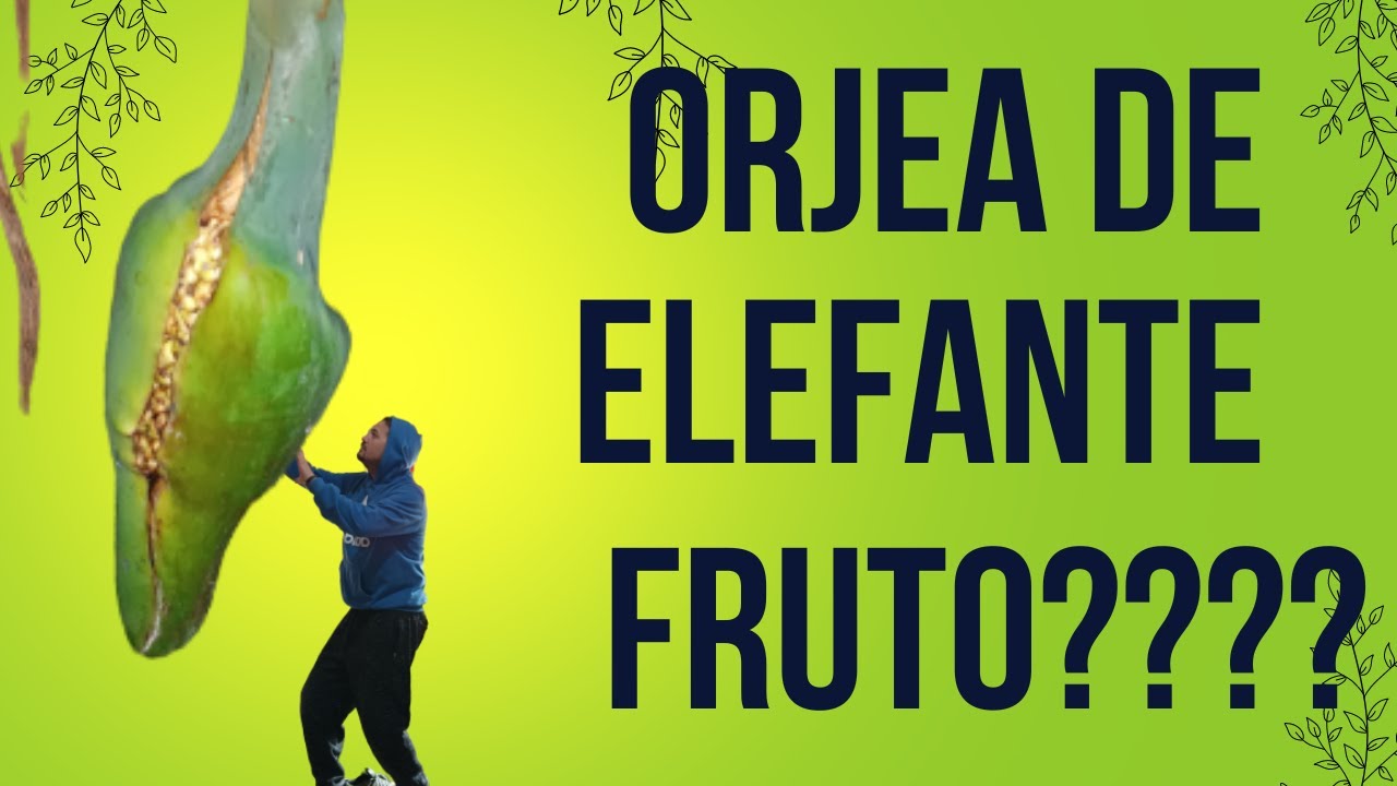 Conociendo el fruto gigante de mí Oreja de elefante(Alocasia). Te lo enseño.