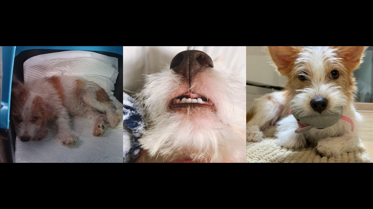 Blackpink | Rosé's Dog Hank Before His 1 Million IG Followers
