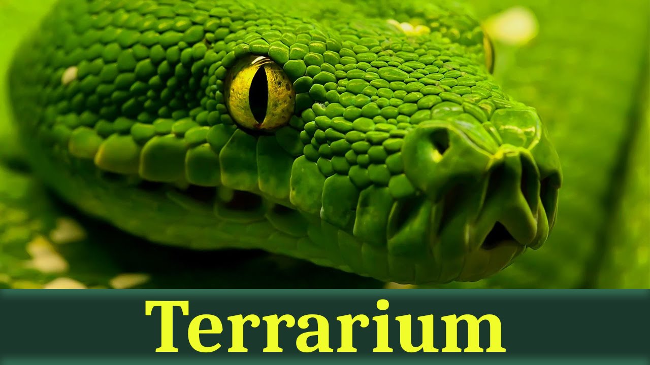 Зелёный питон, или древесный питон (лат. Morelia viridis)
