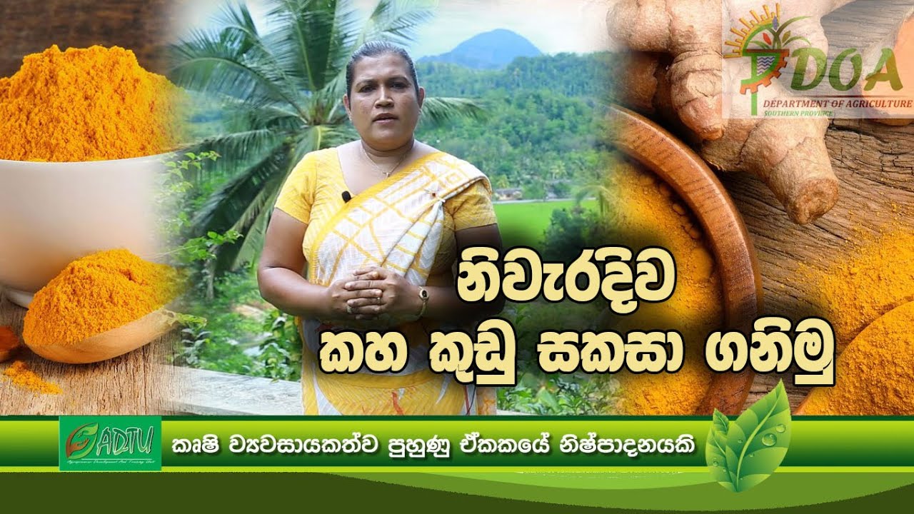 නිවැරදිව කහ කුඩු සැකසීම