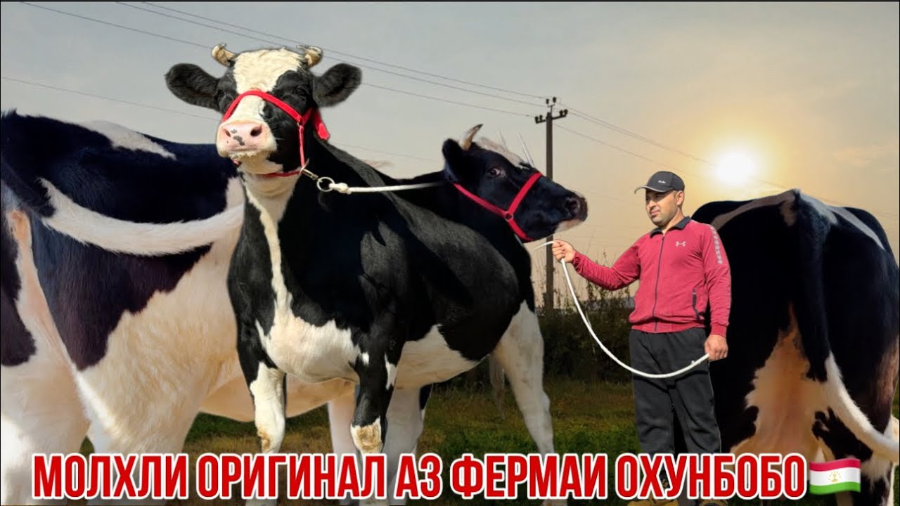 Моли Оригинал аз фермаи Охунбобо🇹🇯26 октября 2024 г.