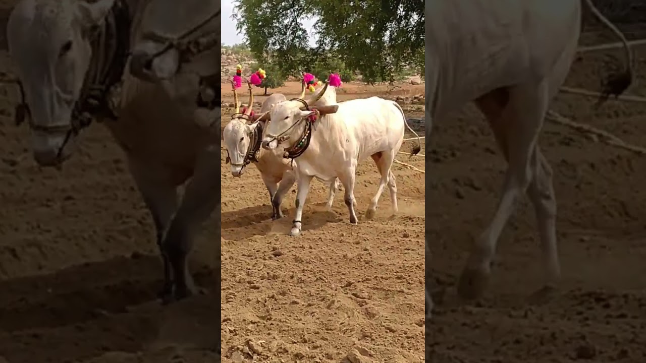 palledoddi Harikrishna khillari bulls #comedy #farming #funny #entertainment #agriculture