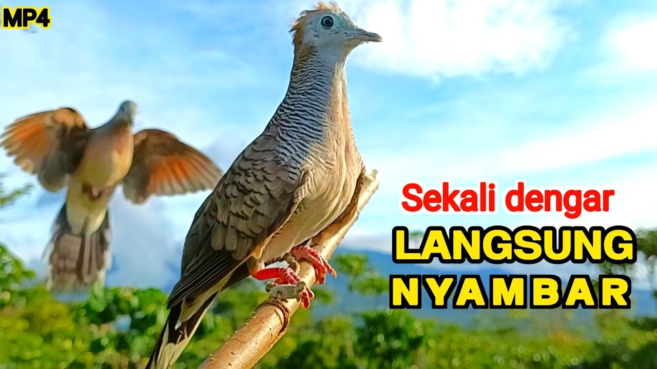 Perkutut Lokal Gacor PIKAT Ampuh Pancingan Supaya Bunyi