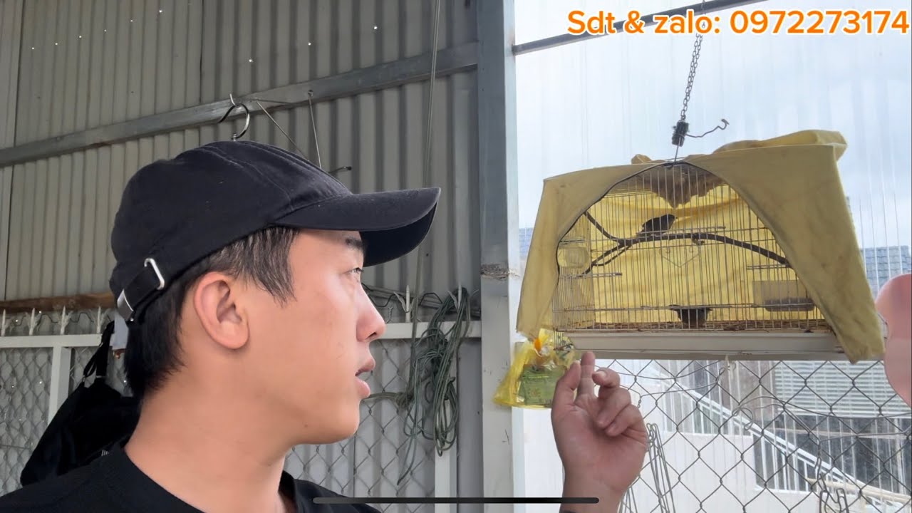 Cách Nuôi chim Tiểu Mi đơn giản | không lo chết đột tử