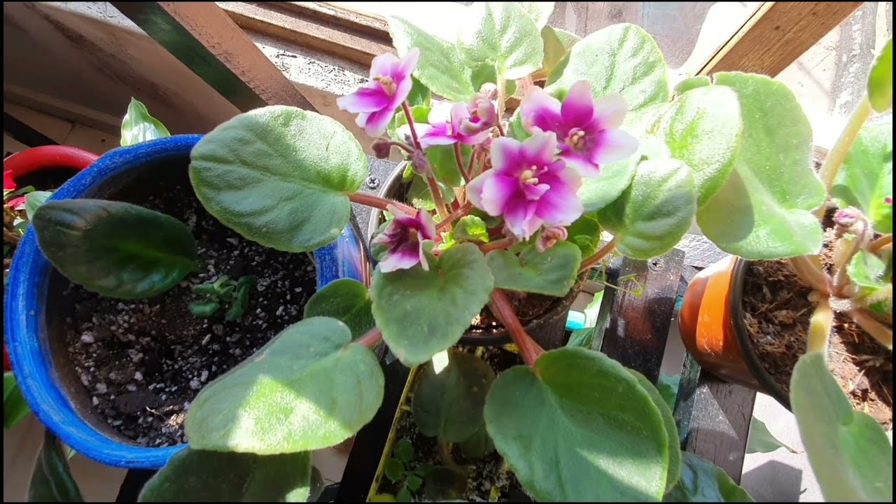 resultados del abono casero en violetas africanas😍