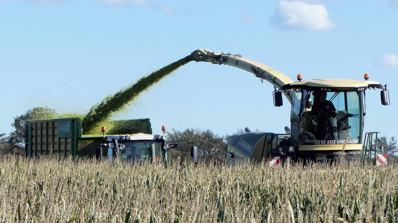 KRONE BIG X 980 Chopping Corn at Danish Farmer