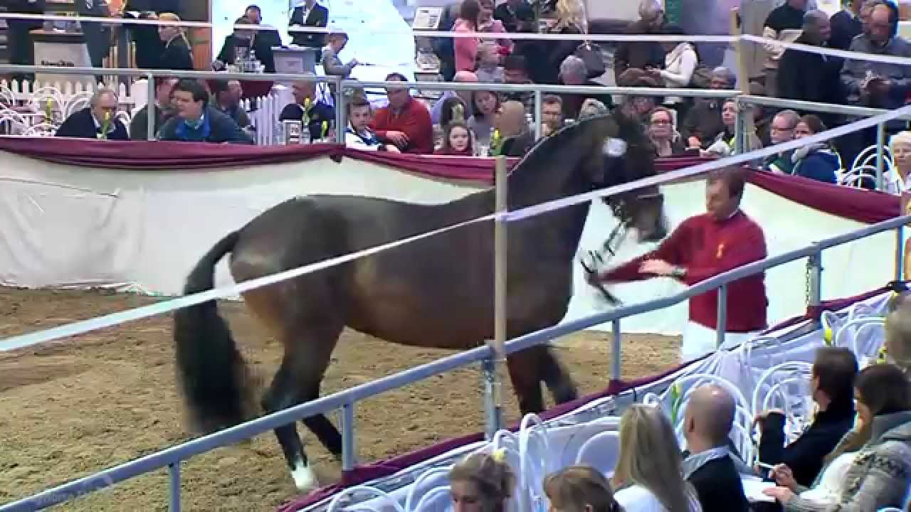 Cullinan du Borget B (2012) v. Diamant de Semilly-Quick Star (Süddeutsche Körung 2015)