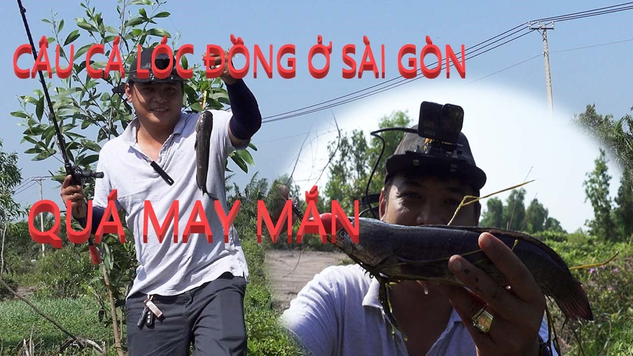 C&Acirc;U C&Aacute; L&Oacute;C : C&Acirc;U C&Aacute; L&Oacute;C TỰ NHI&Ecirc;N Ở S&Agrave;I G&Ograve;N,NG&Agrave;Y THẦN M&Oacute;M NGỦ QU&Ecirc;N || SNAKEHEAD FISHING IN VIETNAM