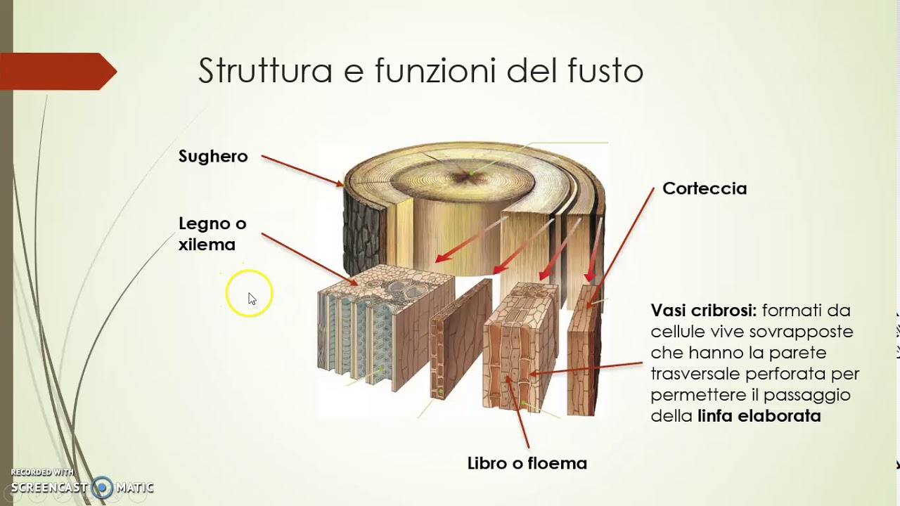 Fusto di una pianta