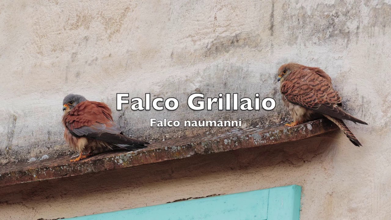Falco Grillaio