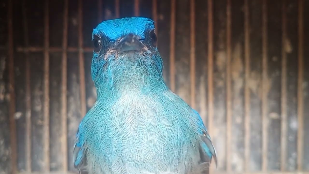Slendang biru,opyor jawa,ciblek kali,kemade#burung #pisang #birds #kicaumania #