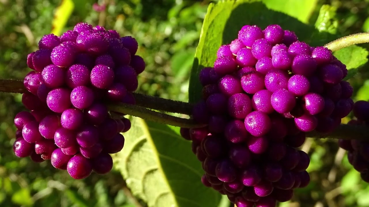 American Beautyberry - 60 Second Plant Profiles