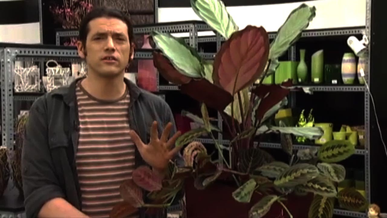 Calatheas y Marantas: variedades y plantación en contenedor - Decogarden - @Jardinatis