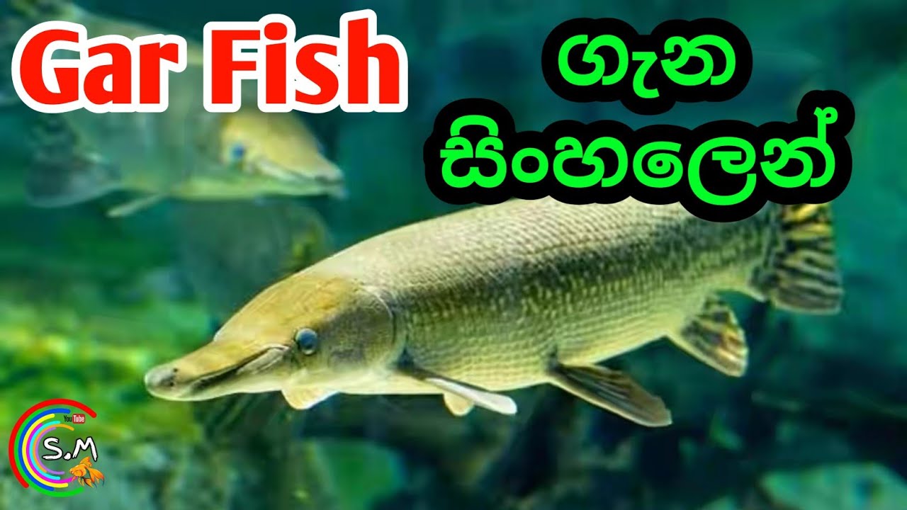 Gar Fish Care & Common TYPES of GAR in Sinhala