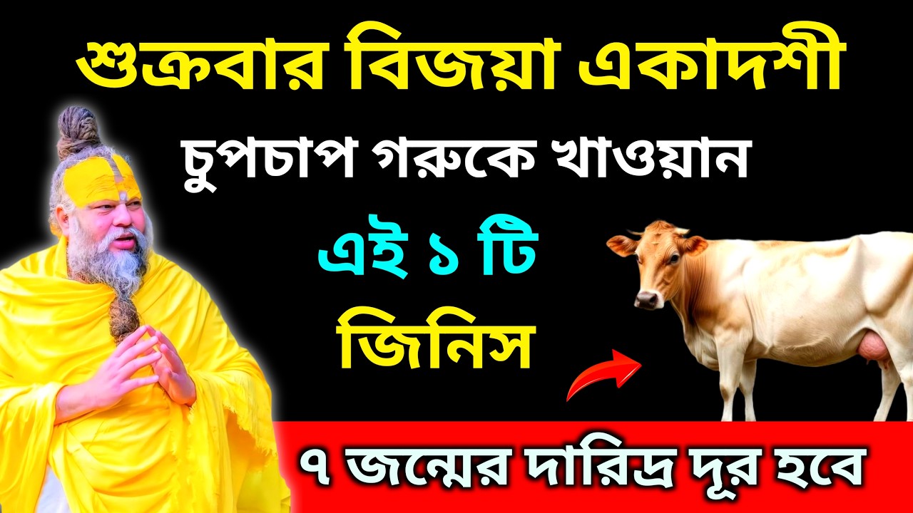 শুক্রবার বিজয়া একাদশীর দিন চুপচাপ গরুকে খাওয়ান এই একটি জিনিস। ৭ জন্মের দারিদ্র দূর হবে।