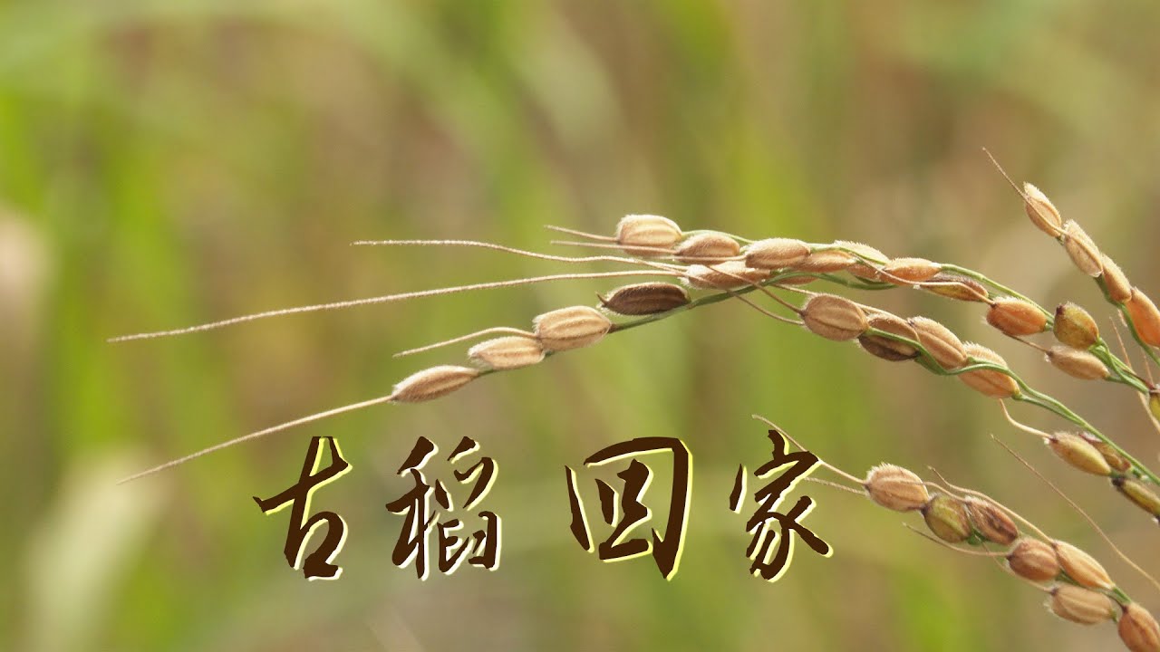 【保種】古稻 回家｜部落耆老最懷念的米飯 (我們的島 第1055集 2020-05-18)