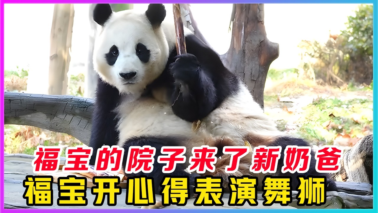 260215001福猪猪果然是个颜值控，把少女的小心思演绎得淋淋尽致。特大好消息，福猪猪的院子来了一个非常帅气的年轻奶爸。