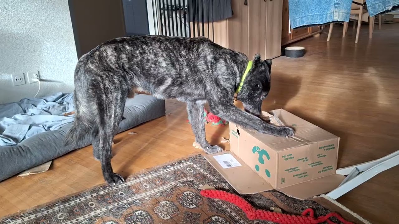 Rork mit einem Fressnapf Karton