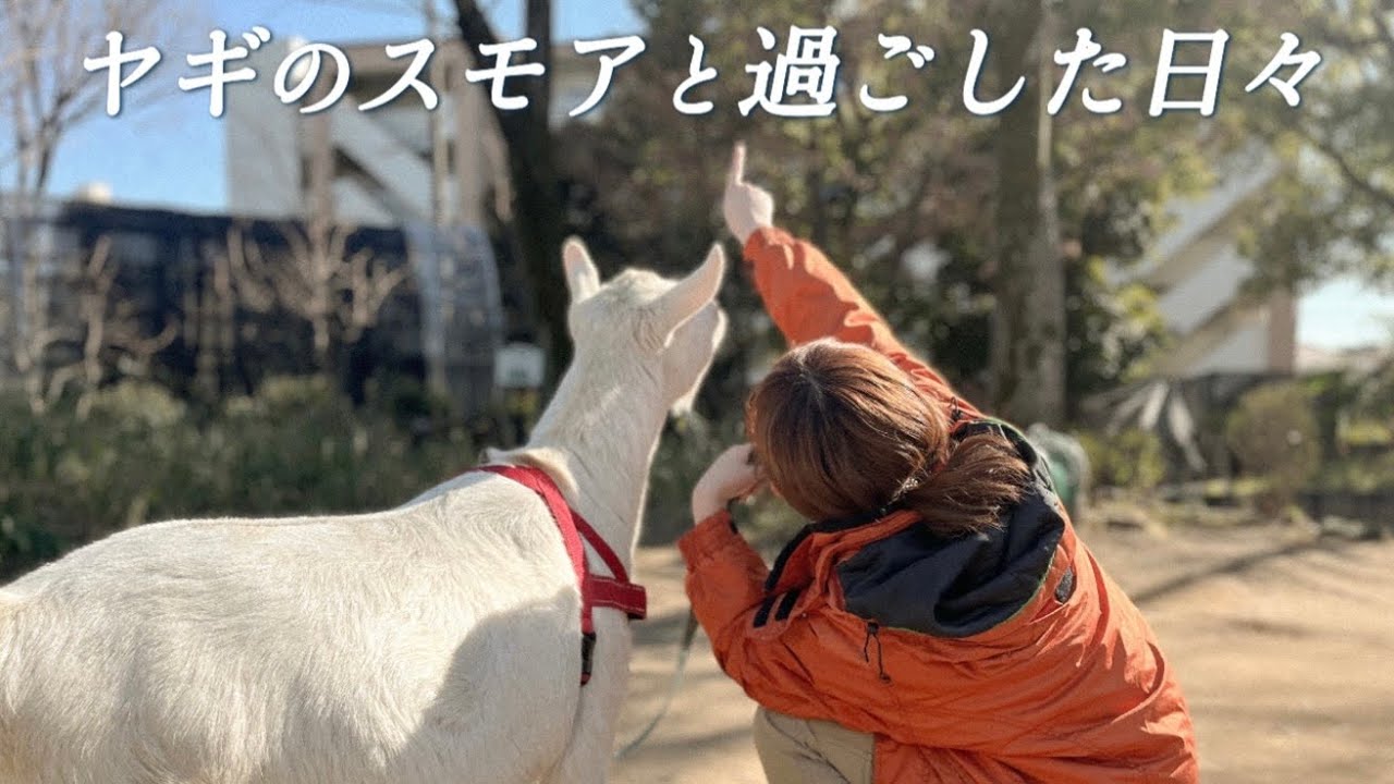 ヤギのスモアと卒業【足立区生物園】