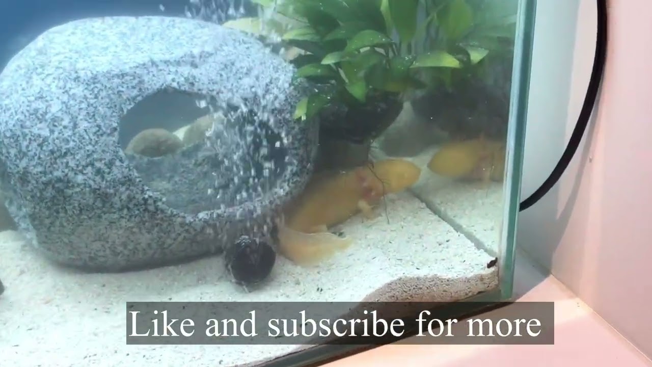 Changing an Aquael Glossy from Tropical to walking fish part 2