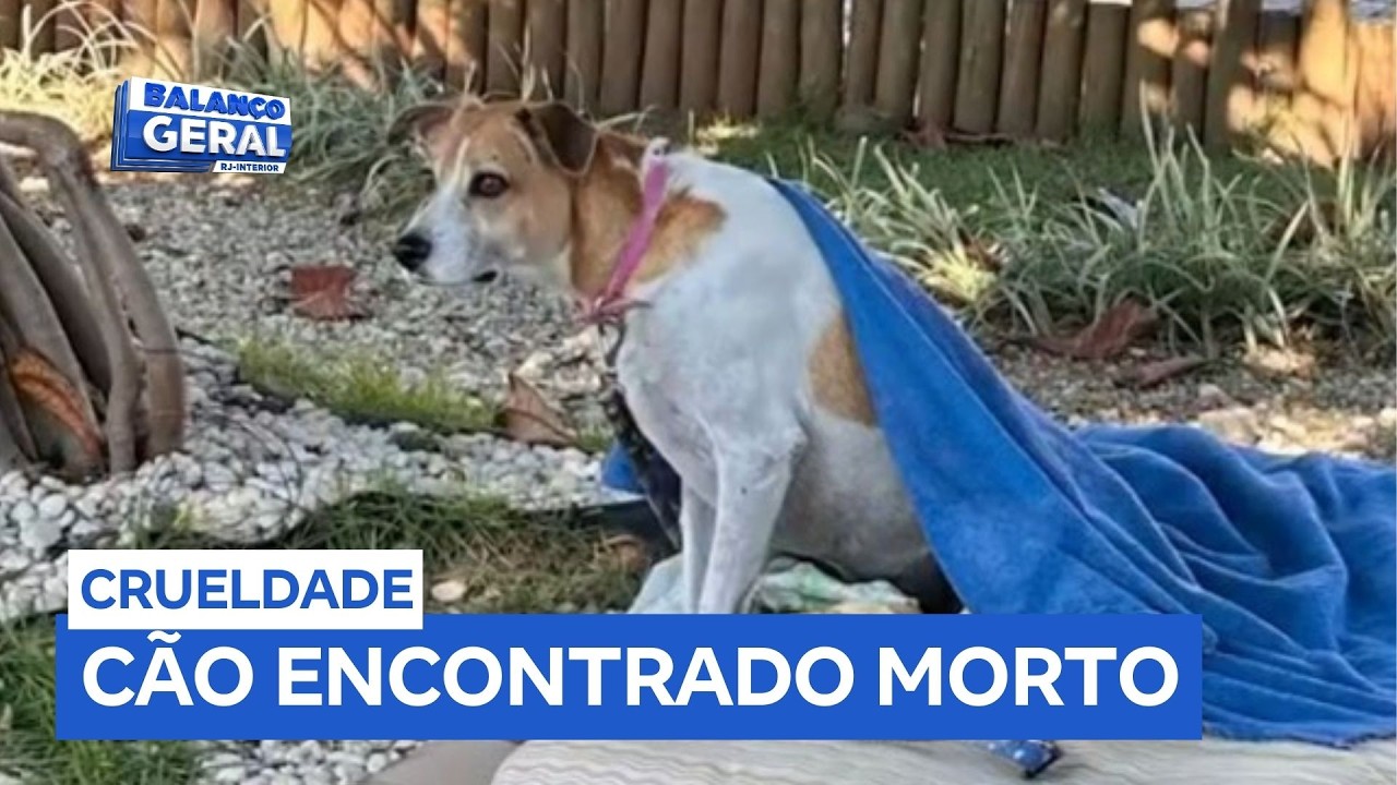 Polícia investiga morte de cão comunitário em Saquarema (RJ)