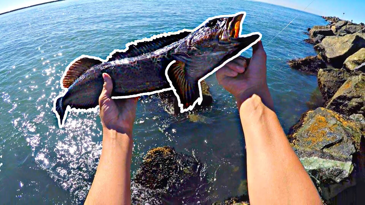 Jetty Fishing - CATCH, CLEAN, and COOK! (Eureka, CA)