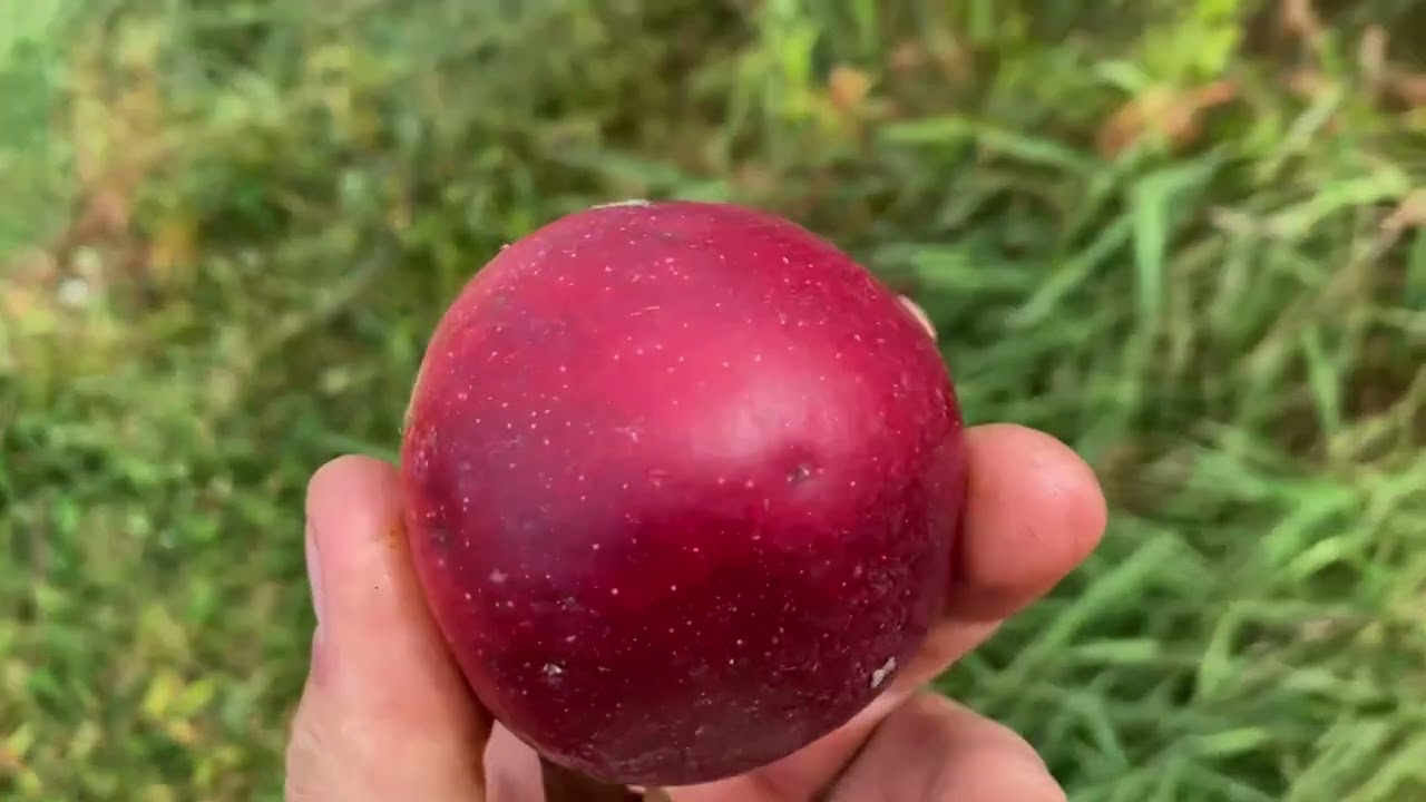 Cosmic Crisp (неправильная маркировка), Honey Crisp, Crimson Crisp, King David Apple: вкусовой те...