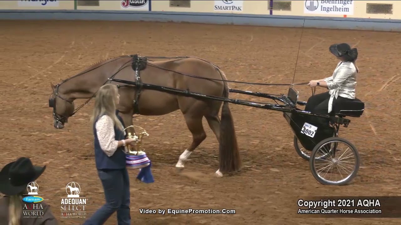 2021 AQHA Amateur Pleasure Driving