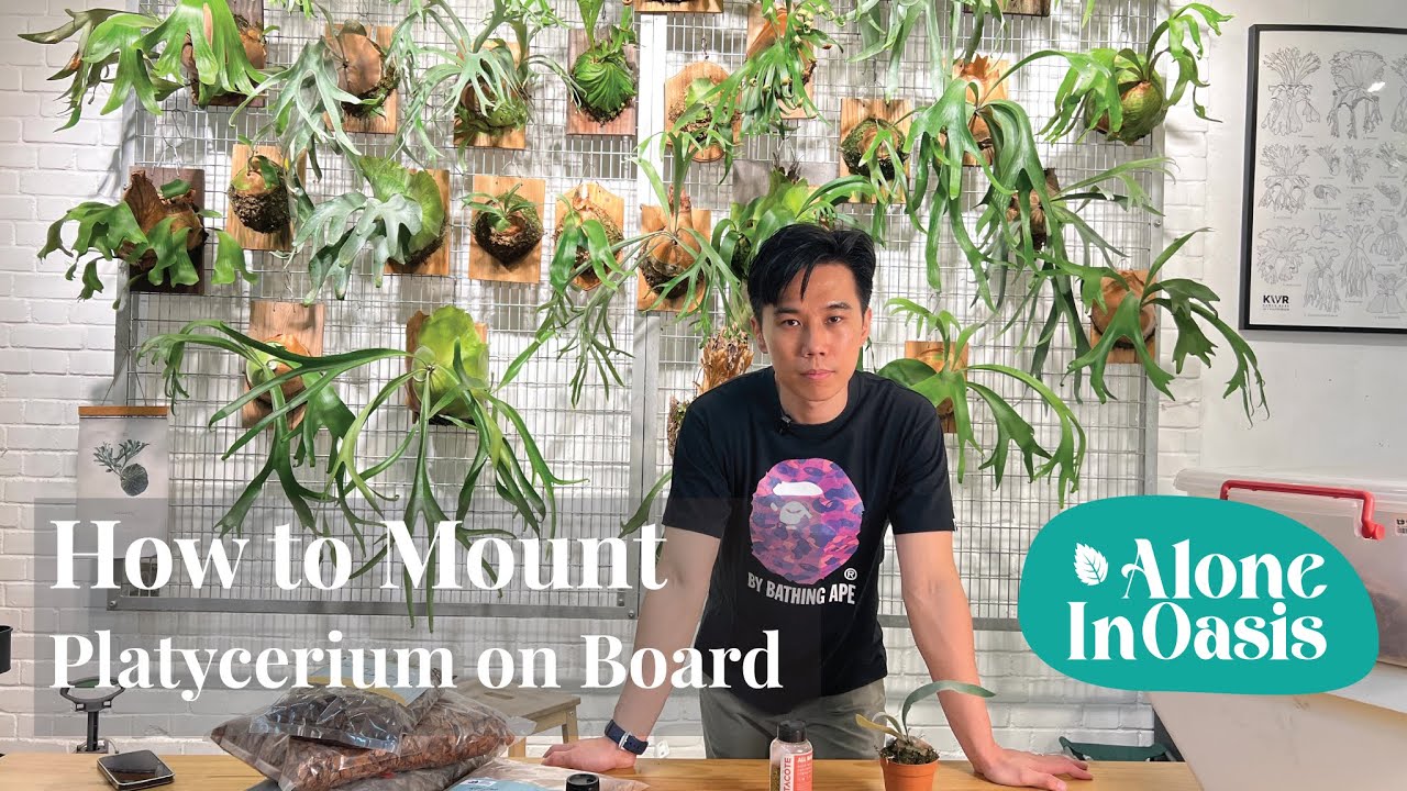 How to Mount Staghorn Fern (Platycerium) on Board | Simple Step-by-Steps Guide