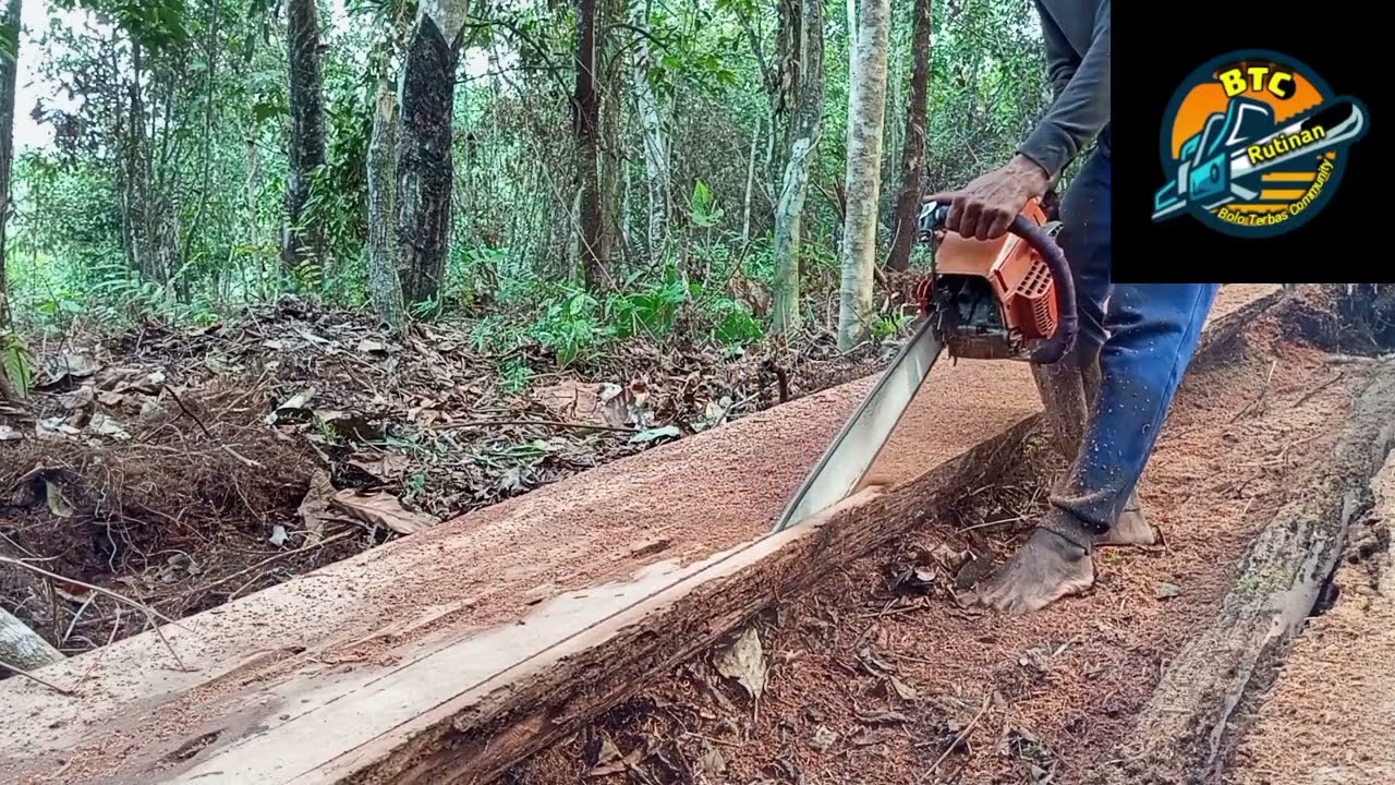Kayu Kulim Sumatra,,Harta Karun yang terpendam