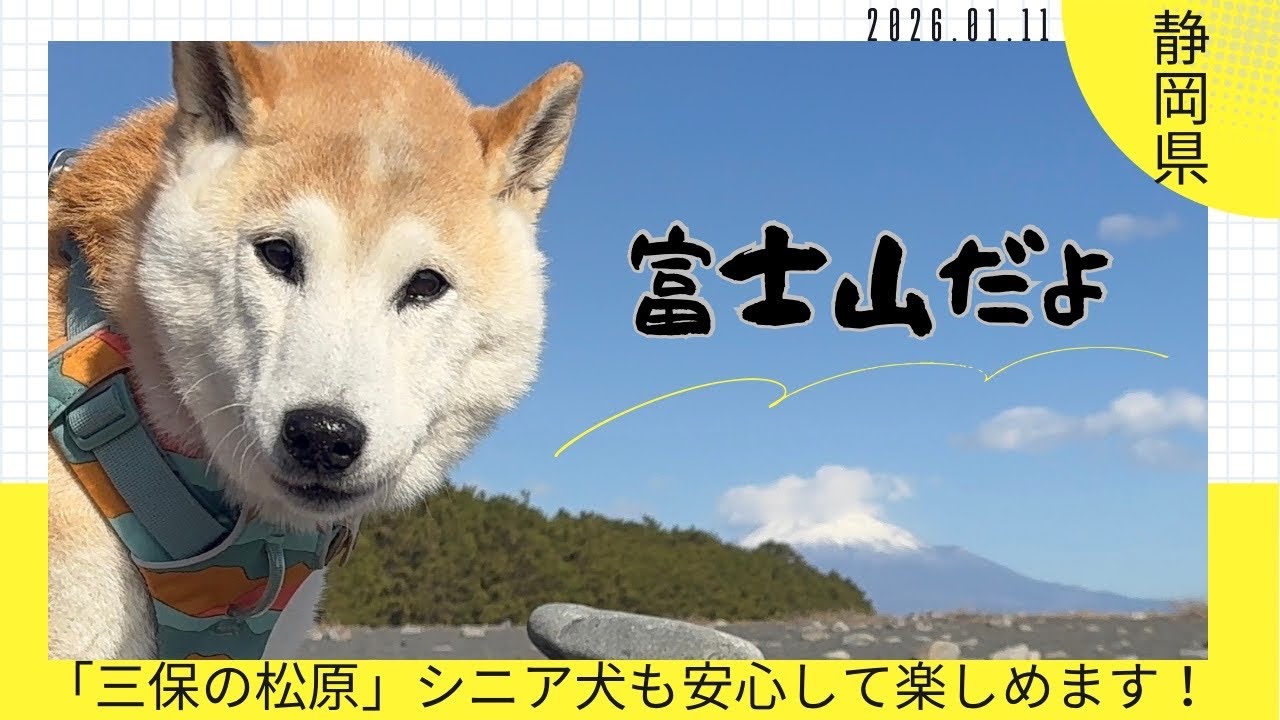 【シニア旅犬】富士山が見たくて三保の松原へ｜15歳目前の柴犬さくら｜静岡旅