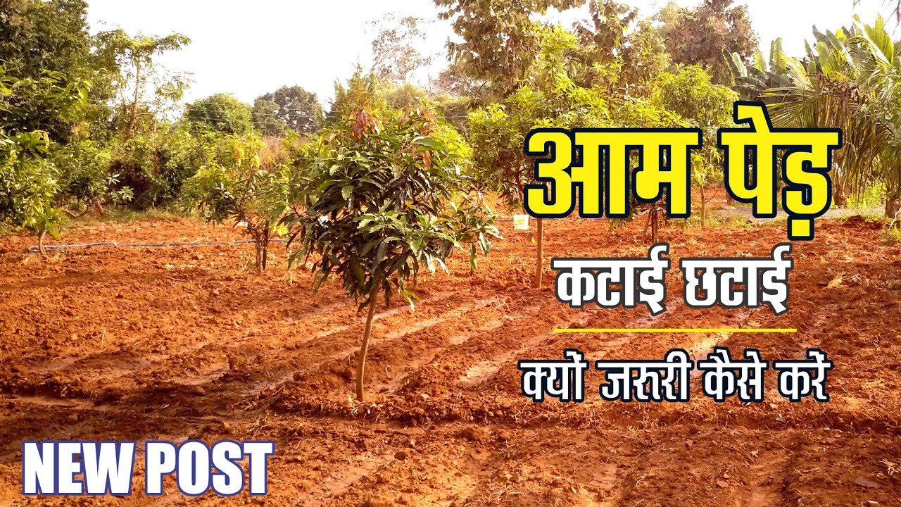 आम पेड़ की कटाई छटाई क्यो जरूरी कैसे करें। #pruning #pruning_benefits #mango #aam #agriculture